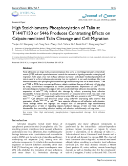 High Stoichiometry Phosphorylation of Talin at T144/T150 or S446