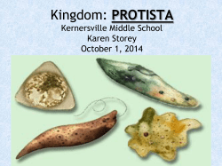 Protist Kingdom