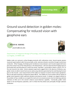 Ground sound detection in golden moles: Compensating for