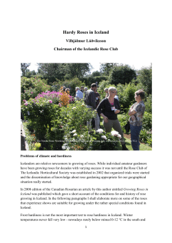 Hardy Roses in Iceland
