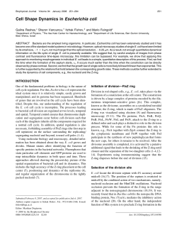 Cell Shape Dynamics in Escherichia coli