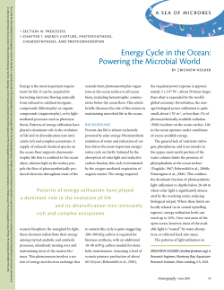 Energy Cycle in the Ocean: Powering the Microbial World