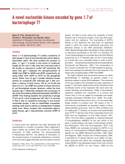 A novel nucleotide kinase encoded by gene 1.7 of bacteriophage T7