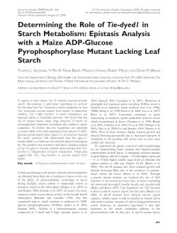 Determining the Role of Tie-dyed1 in Starch Metabolism: Epistasis