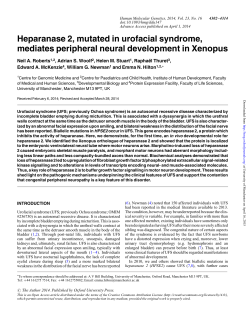 Heparanase 2, mutated in urofacial syndrome, mediates peripheral