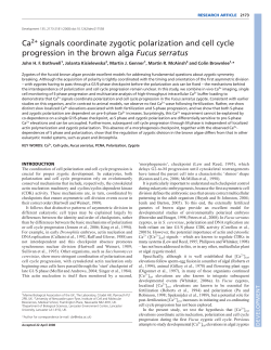 Ca signals coordinate zygotic polarization and cell cycle