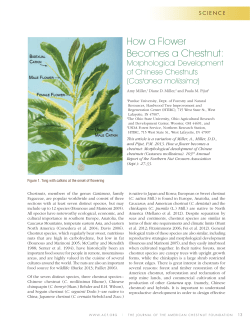 How a Flower Becomes a Chestnut - PA-TACF