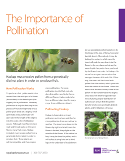 The Importance of Pollination