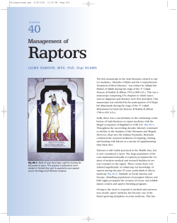 Management of Raptors