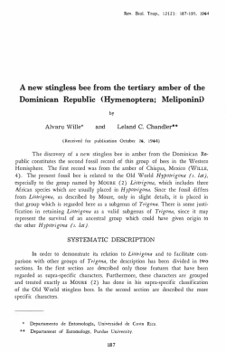 A new stingless bee from the tertiary amber of the Dominican Repuhl`ic
