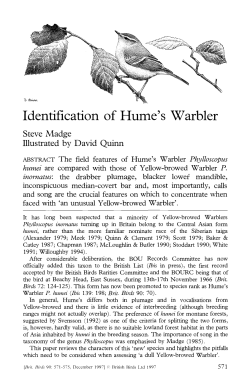 Identification of Hume`s Warbler