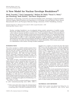 A New Model for Nuclear Envelope Breakdown