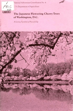 The Japanese Flowering Cherry Trees of Washington, DC