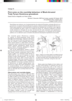 First notes on the courtship behaviour of Black-throated Tody