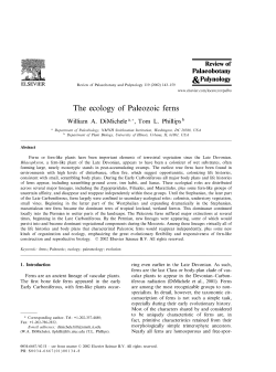 The ecology of Paleozoic ferns