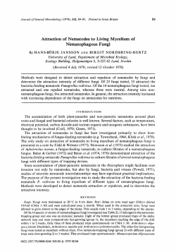Attraction of Nematodes to Living Mycelium of Nematophagous Fungi