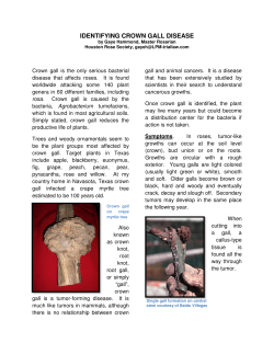 identifying crown gall disease