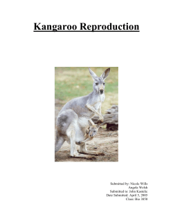 Kangaroo Reproduction