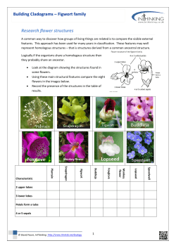 Building Cladograms – Figwort family Research flower structures