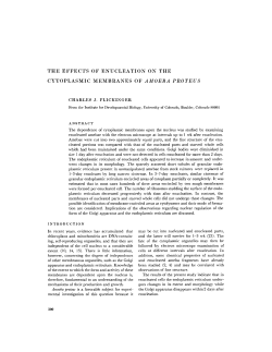 the effects of enucleation on the cytoplasmic membranes of amoeba