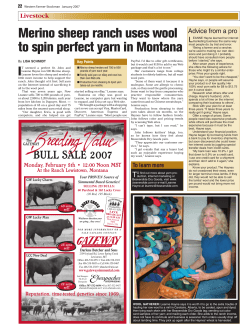 Merino sheep ranch uses wool to spin perfect yarn in Montana