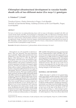 Chloroplast ultrastructural development in vascular bundle sheath