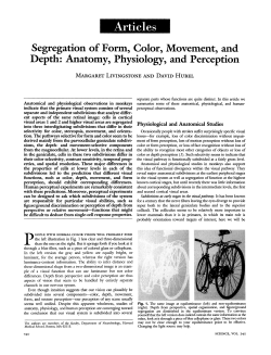 Segregation of Form, Color, Movement, and Depth: Anatomy