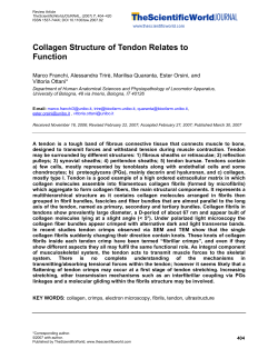 Collagen Structure of Tendon Relates to Function