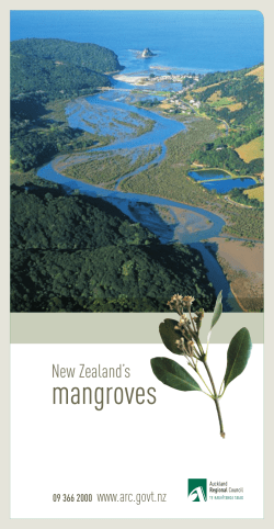 New Zealands Mangroves