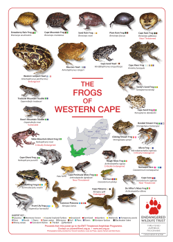 frogs western cape