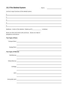 15.2 The Skeletal System