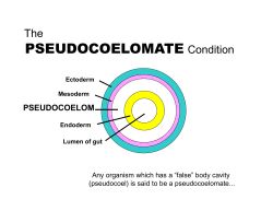 05 09 Sum MT Pseudocoelomates