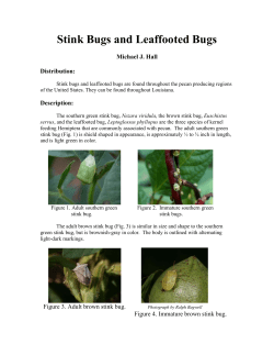 Stink Bugs and Leaffooted Bugs