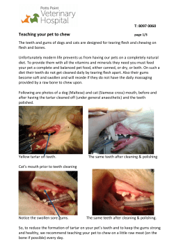 Teaching your pet to chew - Potts Point Veterinary Hospital