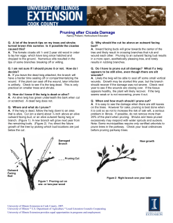 Pruning after Cicada Damage - University of Illinois Extension