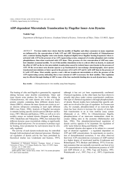 ADP-dependent Microtubule Translocation by Flagellar Inner