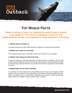 Top Whale Facts