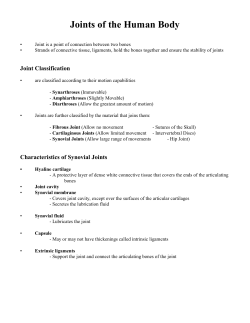 Joints of the Human Body