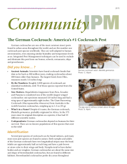 german-roach-FS-NYSIPM