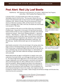Pest Alert: Lily Leaf Beetle