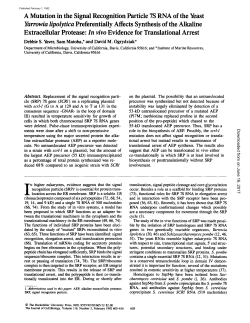 A Mutation in the Signal Recognition Particle 7S RNA of the Yeast