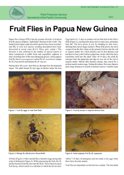 PAL 37 - Fruit Flies
