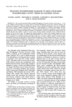 pileated woodpecker damage to red