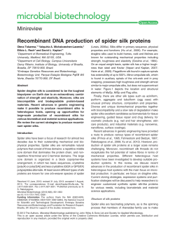 Recombinant DNA production of spider silk proteins