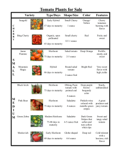 Tomato Plants for Sale - Suncrest Gardens Farm