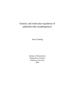 Genetic and molecular regulation of epithelial tube