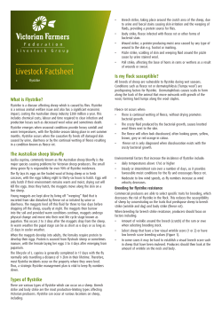 Flystrike - Victorian Farmers Federation