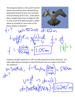 The peregrine falcon is the world`s fastest
