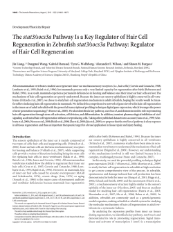 Thestat3/socs3aPathway Is a Key Regulator of Hair Cell