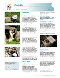 Mustelids - Taranaki Regional Council